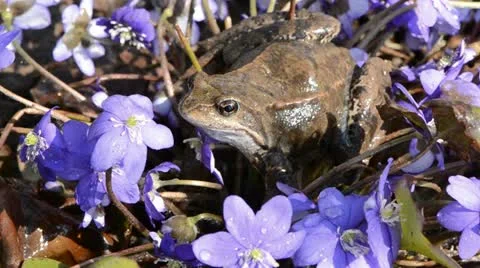 Wind in the violet flowers and frog Stock Footage 10892542