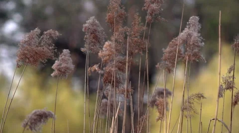 The Wind Walks in the Reeds slow motion Stock Footage 62016616