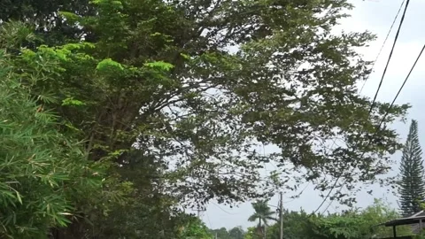 The wind was blowing hard, blowing away the trees. Stock Footage 233979665