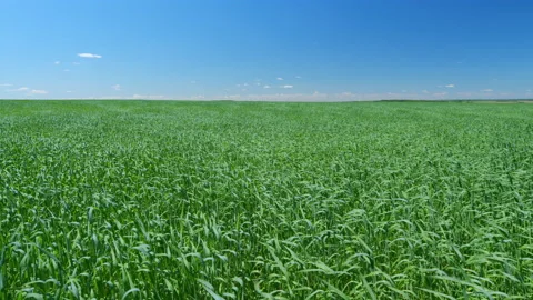 Wind waves on green grass. Grass develops in wind on a warm sunny day. Wide shot 스톡 동영상 203779268