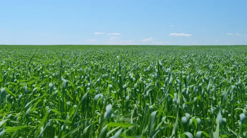 Wind waves on green grass. Grass develops in wind on a warm sunny day. Wide shot 스톡 동영상 203790478