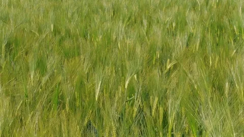 Wind waves on green wheat kernels before summer harvesting Stock Footage 125929924