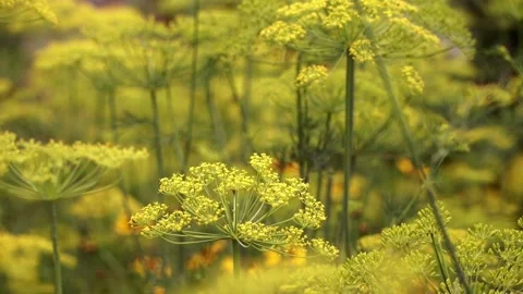 Wind waves large umbrellas ripe dill on background of autumn garden Stockbeeldmateriaal 139354432