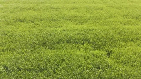 Wind Waves Moving Through Scenic Grasslands from Above Vídeo Stock 336793051