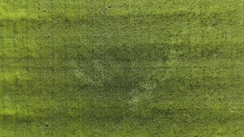 Wind Waves Moving Through Scenic Grasslands from Above Stock Footage 336798099