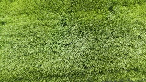 Wind Waves Moving Through Scenic Grasslands from Above Stock Footage 336798251