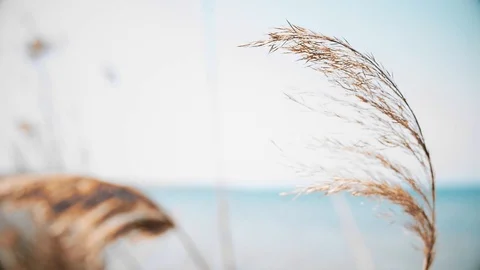 The wind waves the reeds on the sea Stock Footage 88559018
