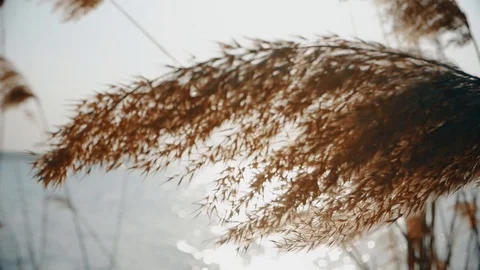 The wind waves the reeds on the sea Stock Footage 88559100