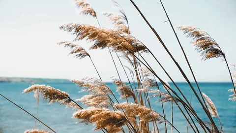 The wind waves the reeds on the sea Stock Footage 88559255