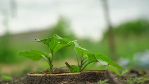 Wind waves seedling green leaves in vegetable garden Stock-Footage 135960767