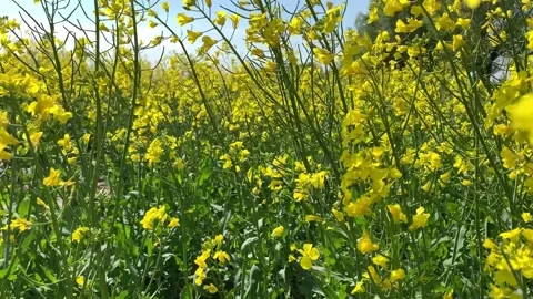 Wind waves tender rape flowers with yellow petals closeup Stock Footage 132688253