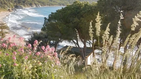The wind waves the vegetation on the bay 4251 Stock Footage 107398768