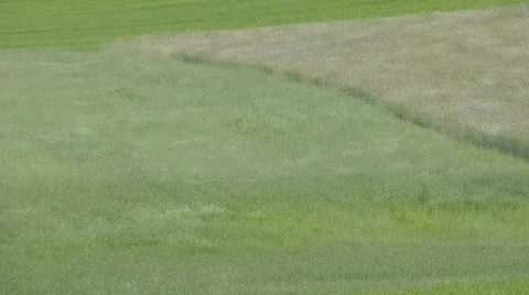 Wind waves on wheatfields Stock Footage 51505008