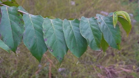 Wind-waving leaves in a branch from a mango tree Stock Footage 202347634