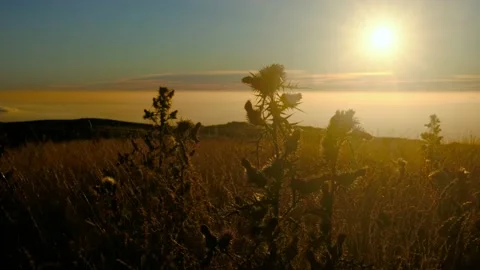 Wind waving thistle at sunset  Stock Footage 138594220