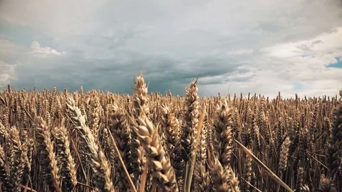 Wind waving wheat Stock Footage 89729637
