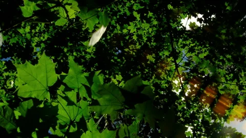Wind weather storm, maple leaves, green foliage. ecology nature Video stock 309881644