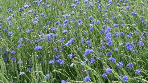 Wind in wheat field with  blue cornflowers, agriculture  background Stock Footage 78716450