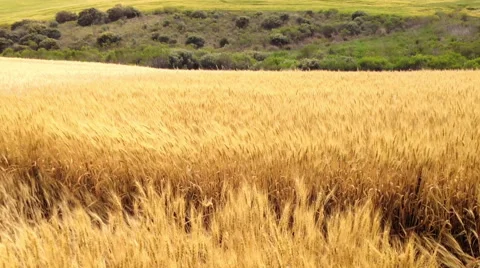 Wind on the Wheat Field Stock Footage 47672057