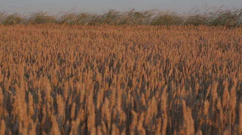 Wind of Wheat Field Stock Footage 52454387
