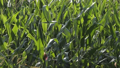 Wind in the wheat field Video stock 116502121