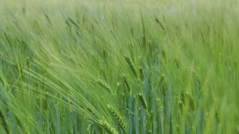 Wind on a wheat field Stock Footage 129867158