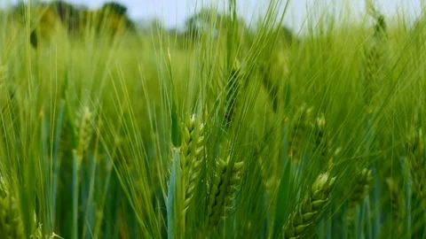 Wind on a wheat field Stock Footage 129867623