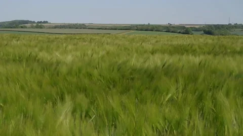 Wind on a wheat field Stock Footage 131514047