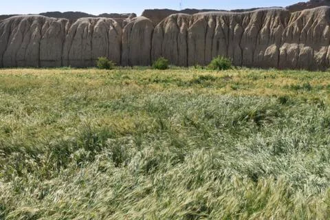 Wind on wheat field inside ancient fortress in Kashan, Iran Stock Photos