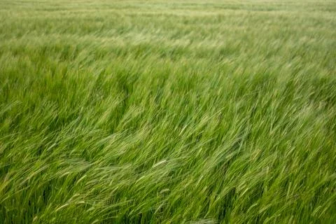 Wind In A Wheat Field Foto stock
