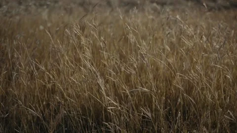 Wind on the wheat field. Slow motion close-up video, moody Stock Footage 211707834