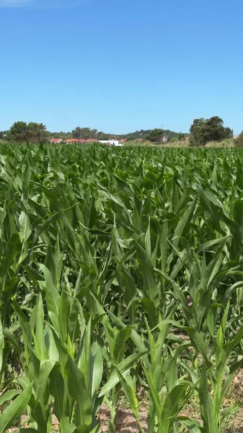 Wind whipped the long, pointed corn leaves into a frenzy of green ribbons Stock Footage 339100434
