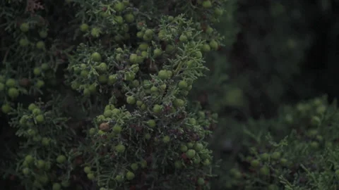 The wind whips the canopy of the trees with its flowering fruit at sunset. Stock Footage 146197919