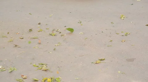 The wind whirls leaves on the sidewalk. fallen leaves on the pavement Stock Footage 68914938