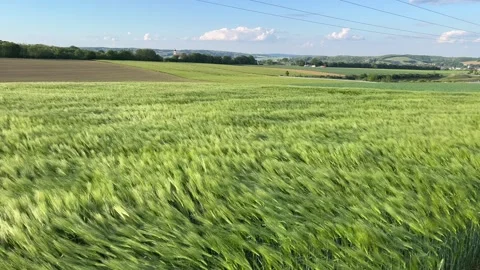 Wind whistles through the meadow Stock Footage 279021289