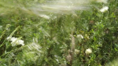 The wind in wild flowers Video stock 87435162