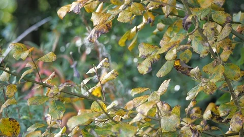 Wind in the willow tree Stock Footage 116491573