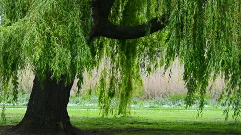 Wind in the willows Stock-Footage 11061409