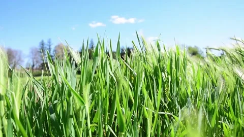 Wind windy day grass green blue sky wheat grain Video stock 235449815