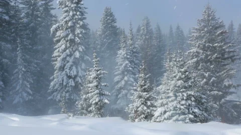 Wind in winter forest 库存影片 87763256