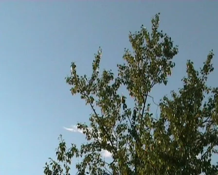 Wind wood Stock Footage 344158