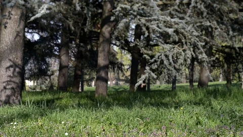 Wind in the woods in spring Stock Footage 105450162
