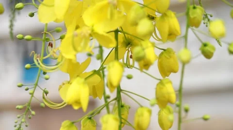 Wind yellow flower Stock-Footage 55425725