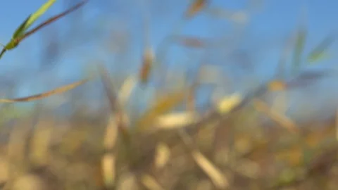 Wind, Yellow Grass Stock Footage 101298786