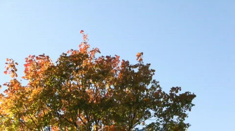 Wind1 Stock Footage 531896