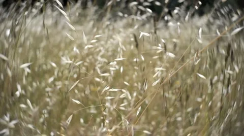 Wind11. Stock Footage 6141883