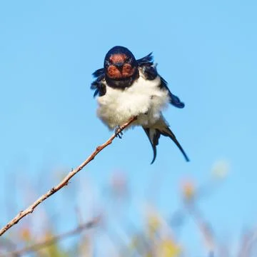 Windblown Barn Swallow Stock Photos