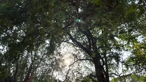 Windblown Branches With Sun Stock Footage 273292736