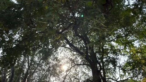 Windblown Branches With Sun, Sunlight Stock Footage 273292136