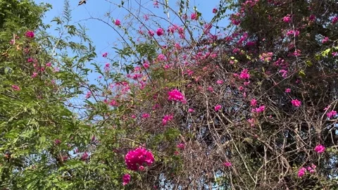 Windblown Branches Of Tree And Blossom Pink Flowers Stock Footage 274283140